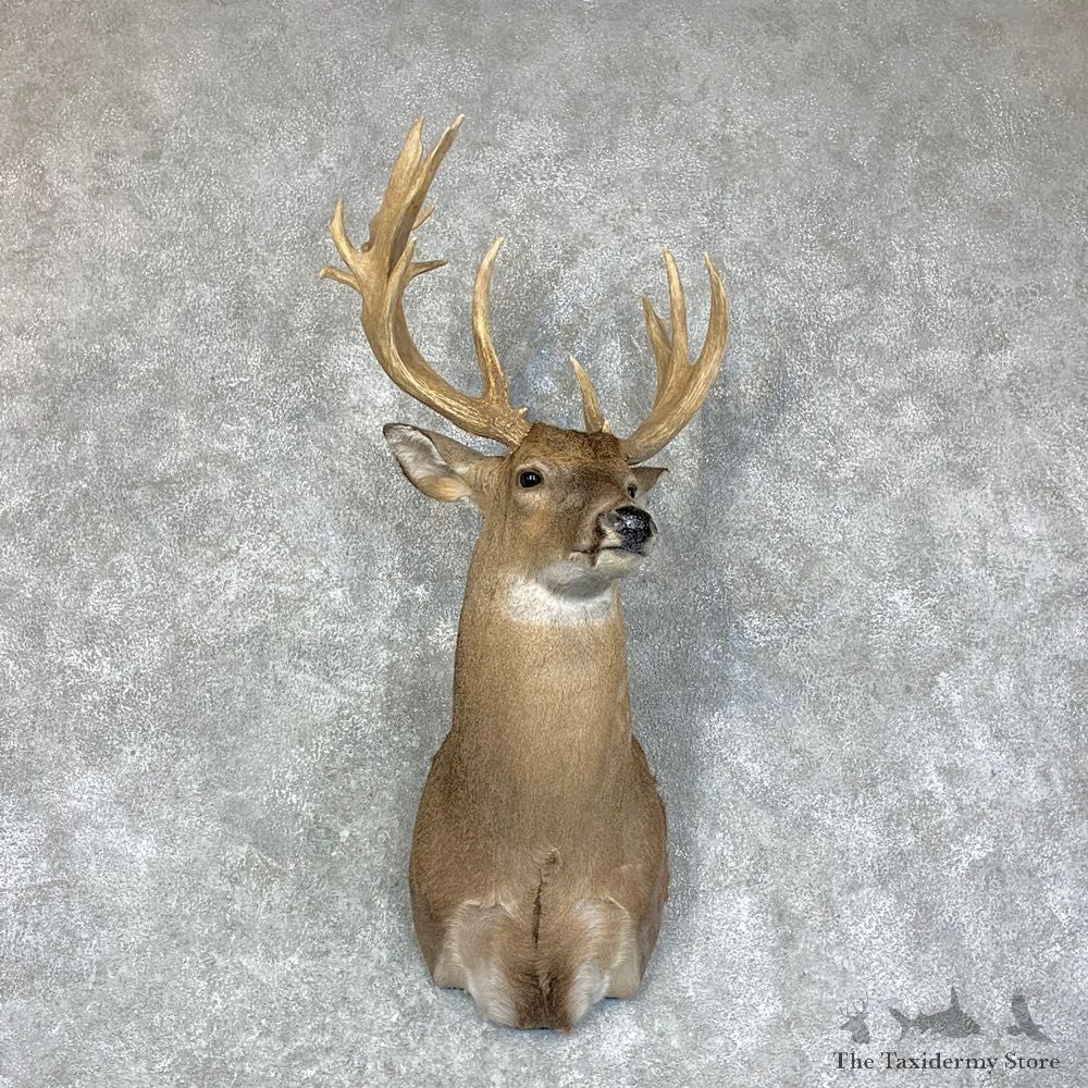 Whitetail Deer Shoulder Mount #22919 For Sale - The Taxidermy Store