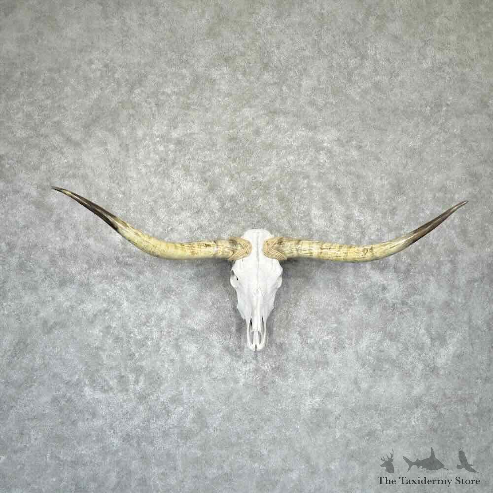 Longhorn Steer Skull European Mount For Sale #32307 @ The Taxidermy Store