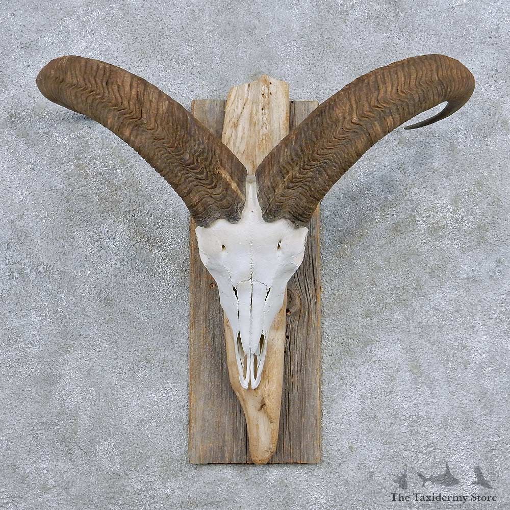 Aoudad Skull Horns Taxidermy Mount For Sale #13940 For Sale @ The Taxidermy Store