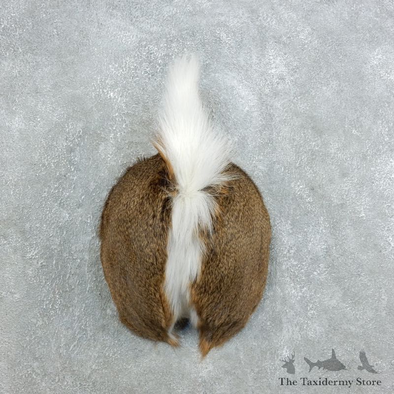 Whitetail Deer Rump Mount For Sale #18400 @ The Taxidermy Store