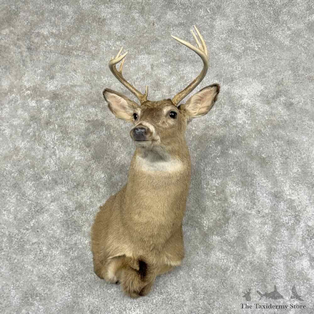 Whitetail Deer Shoulder Mount For Sale #32014 @ The Taxidermy Store