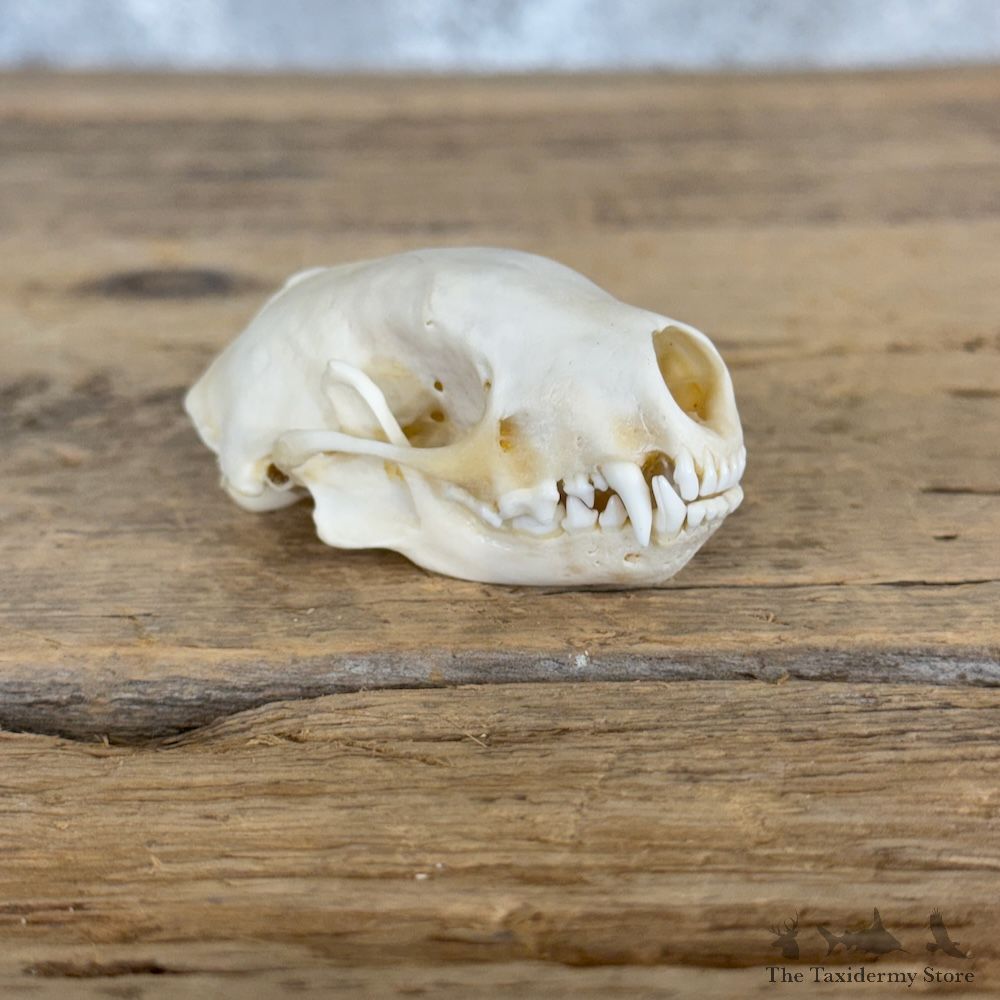 Mink Full Skull Mount For Sale #29980 @ The Taxidermy Store
