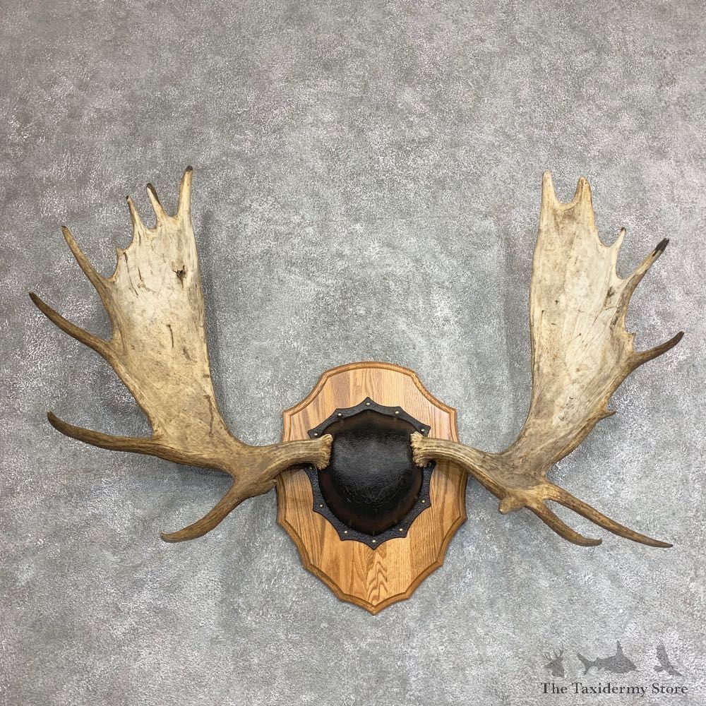 Moose Antler Plaque For Sale #21936 @ The Taxidermy Store