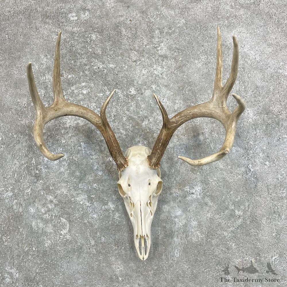 Whitetail Deer Skull European Mount For Sale #27920 @ The Taxidermy Store