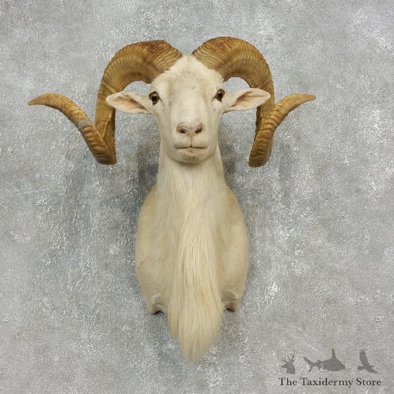 Corsican Ram Shoulder Mount For Sale #17904 @ The Taxidermy Store