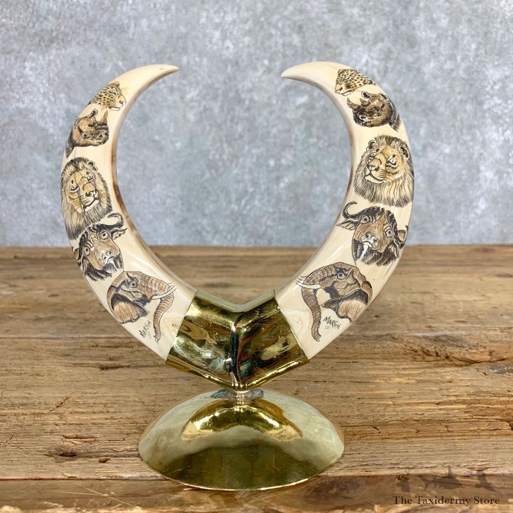 Scrimshawed Warthog Tooth For Sale #21713 @ The Taxidermy Store