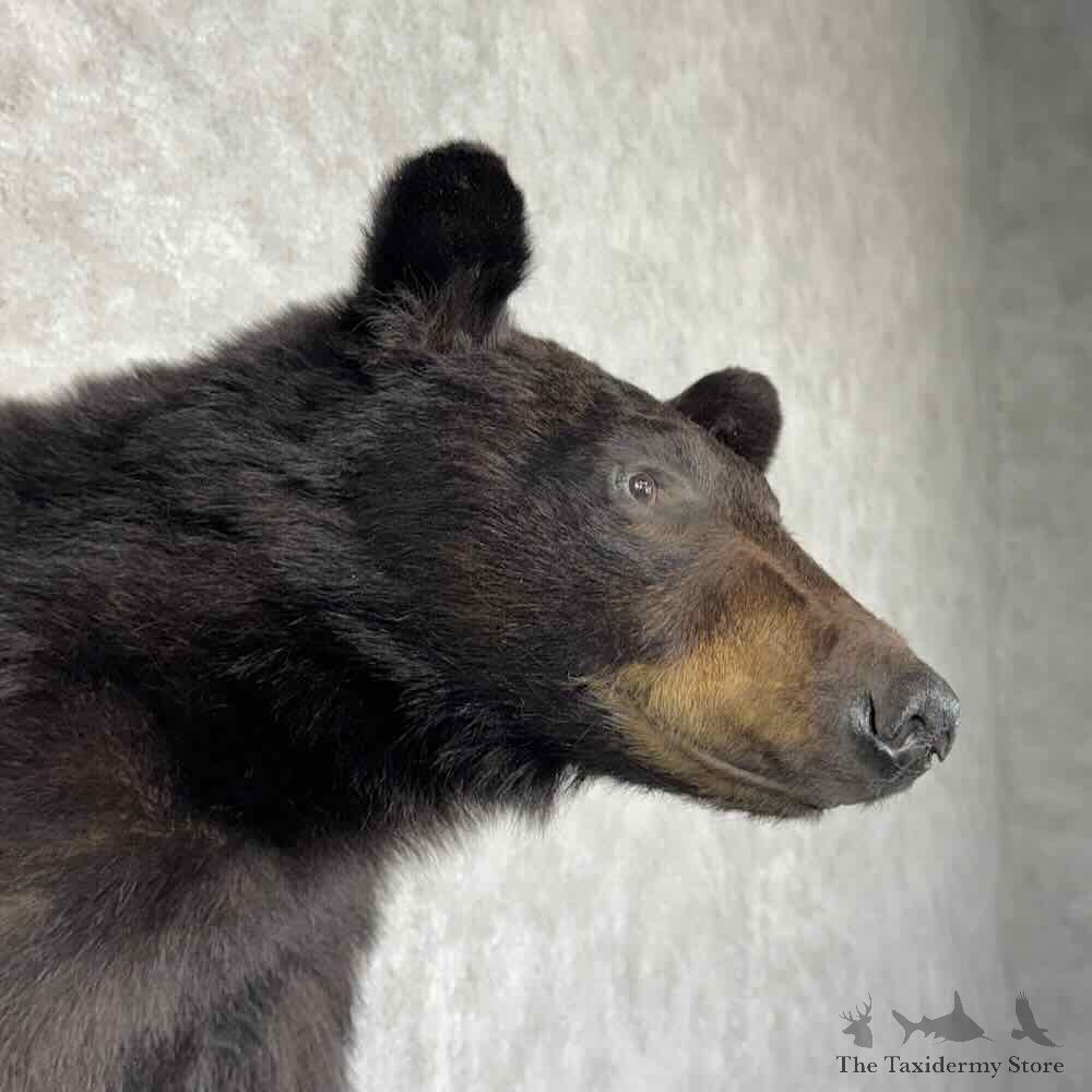 Black Bear Half Life Size Mount For Sale #31170 @ The Taxidermy Store