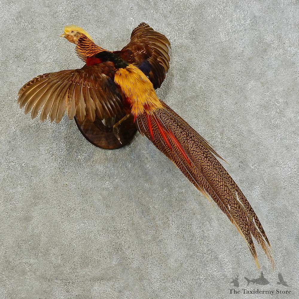 Golden Pheasant Bird Mount For Sale #16267 @ The Taxidermy Store
