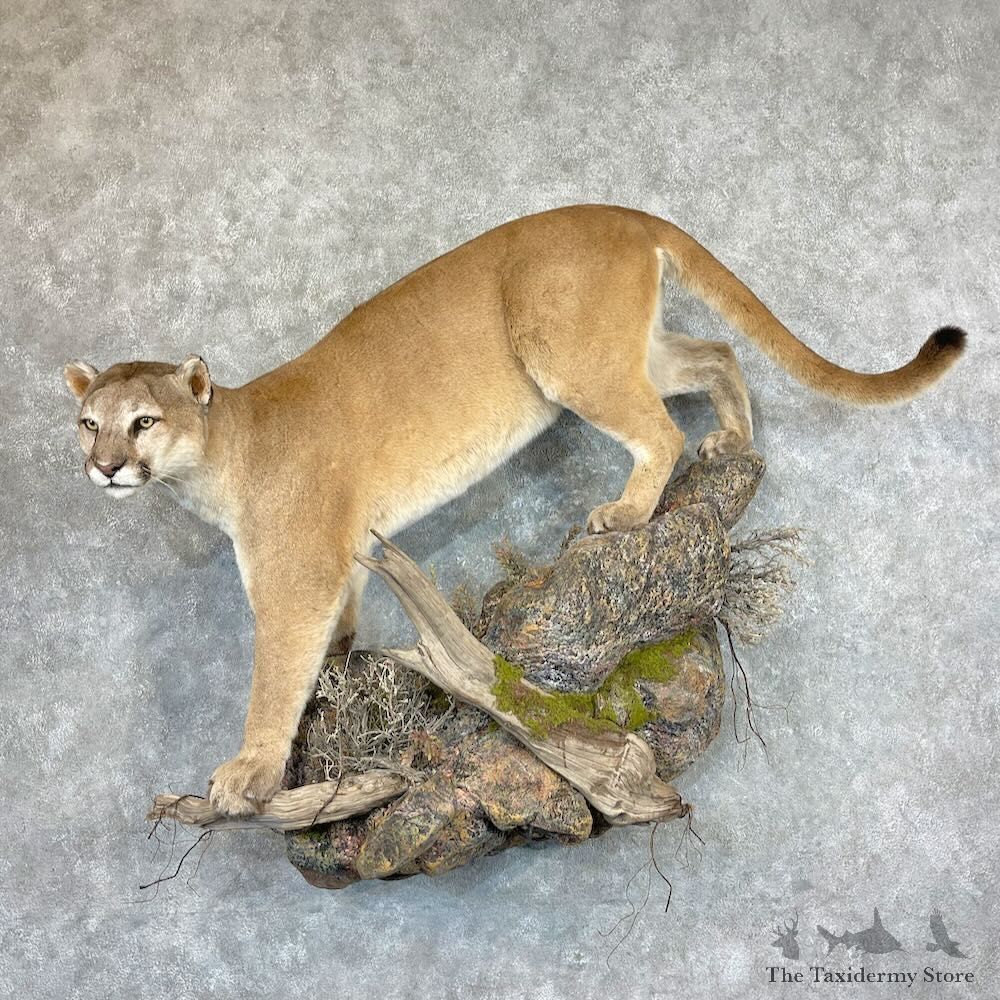 Mountain Lion Life-Size Mount For Sale #27383 @ The Taxidermy Store