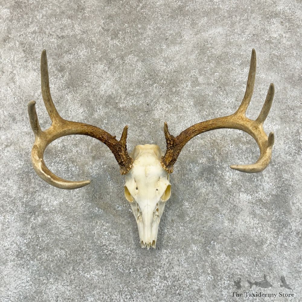 Whitetail Deer Skull European Mount For Sale #29229 @ The Taxidermy Store