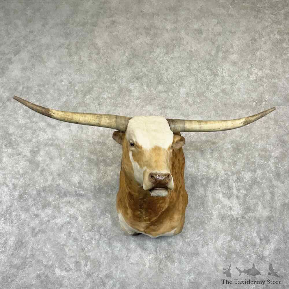 Longhorn Steer Shoulder Mount For Sale #31076 @ The Taxidermy Store