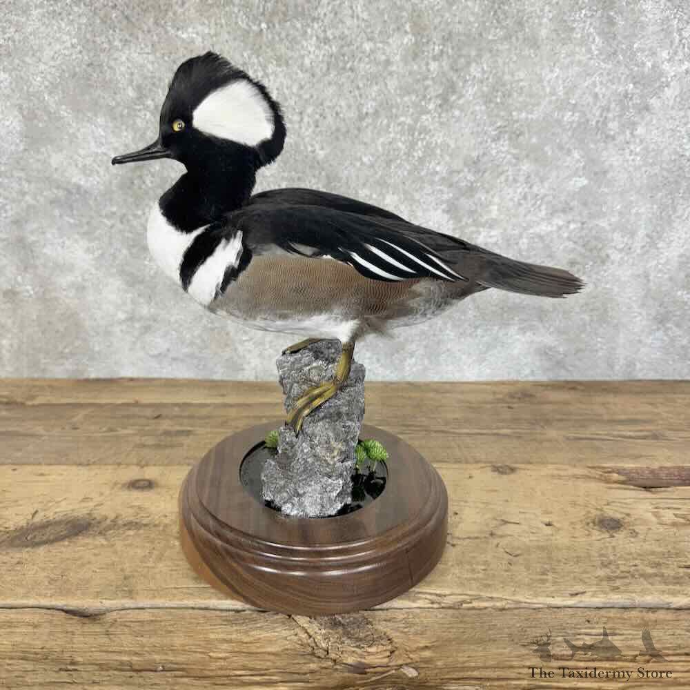 Hooded Merganser Duck Bird Mount For Sale #31102 @ The Taxidermy Store