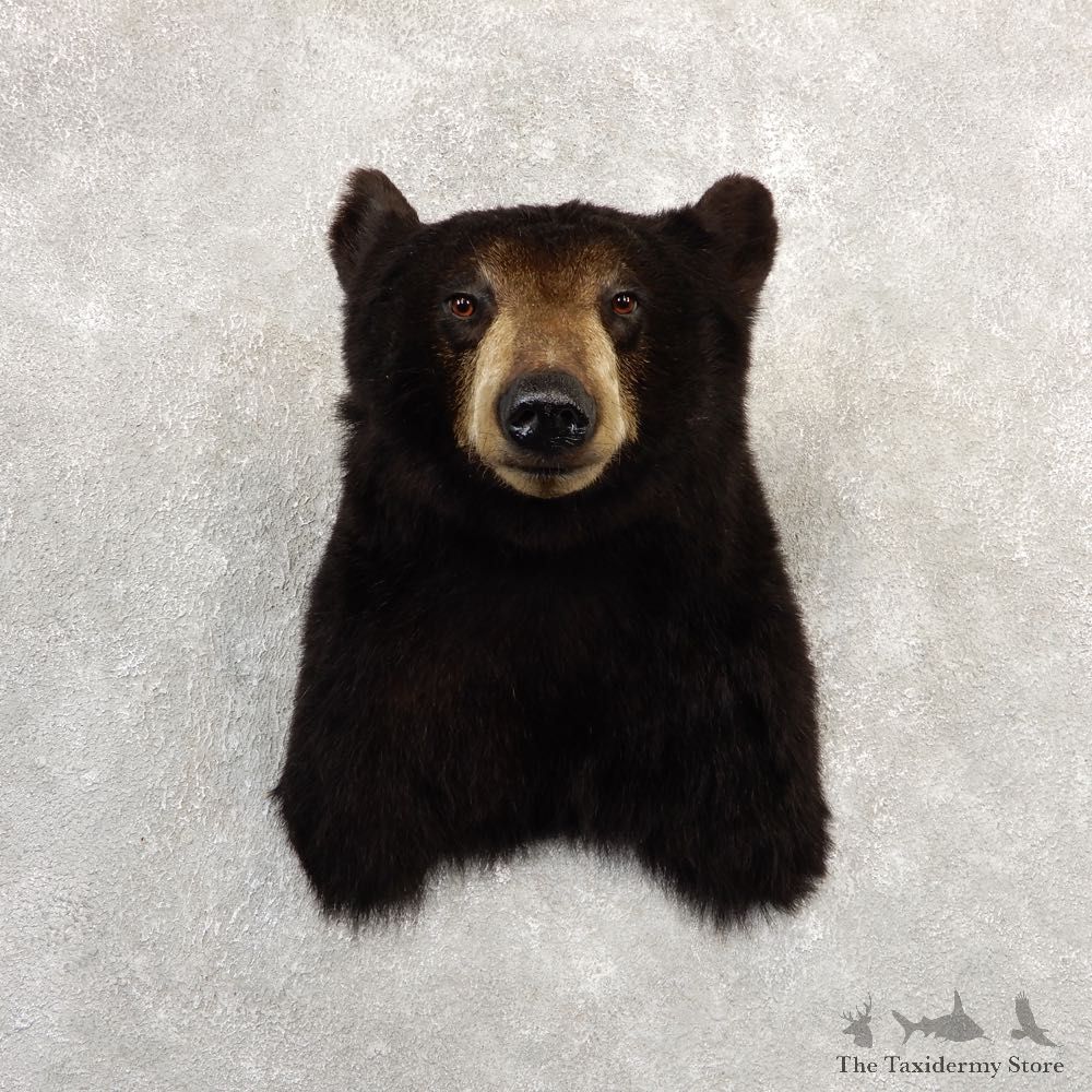 Black Bear Shoulder Mount For Sale #20782 @ The Taxidermy Store
