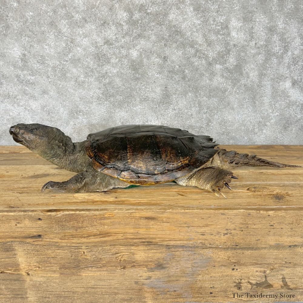 Common Snapping Turtle Mount For Sale #28793 @ The Taxidermy Store