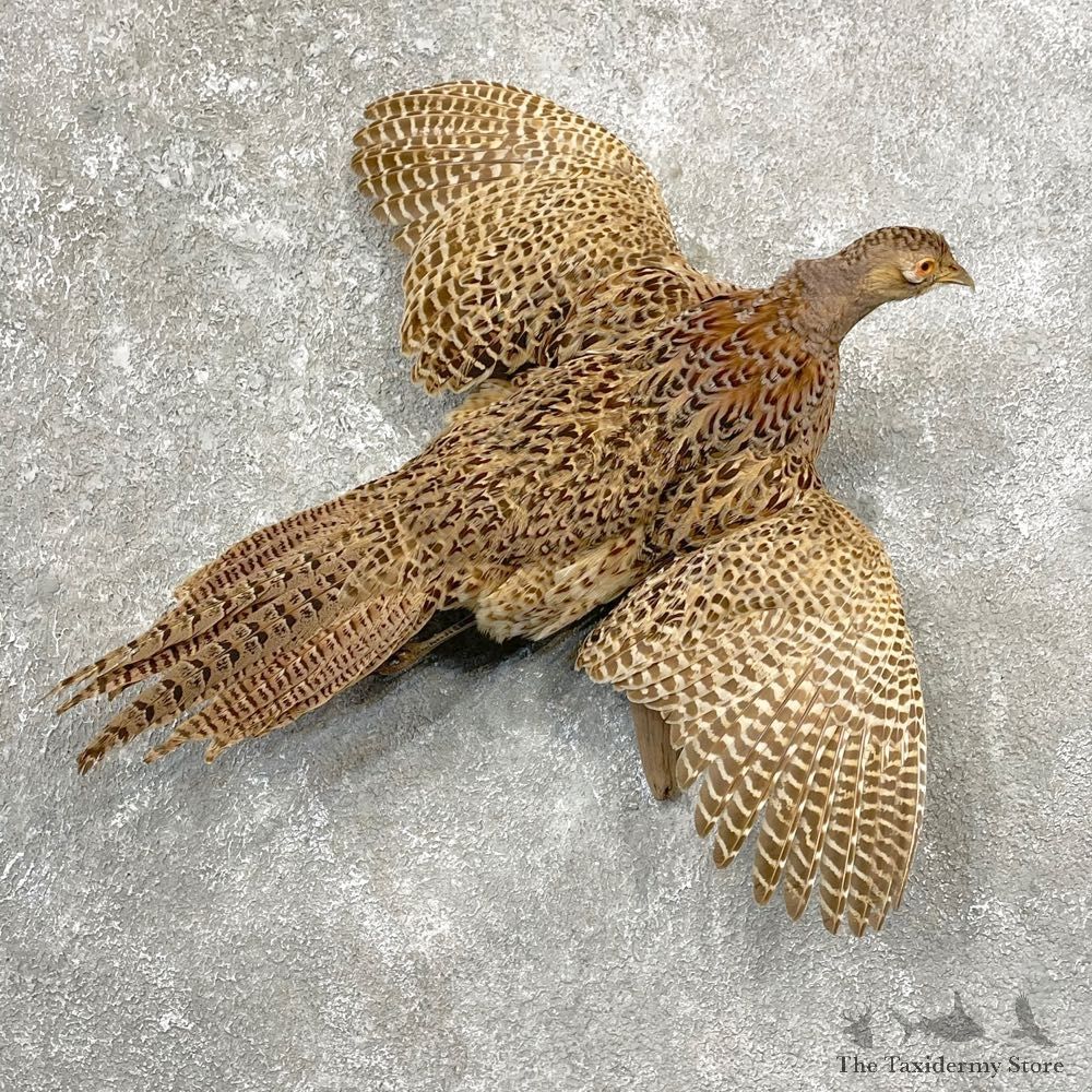 Ringneck Hen Pheasant Bird Mount For Sale #24788 @ The Taxidermy Store