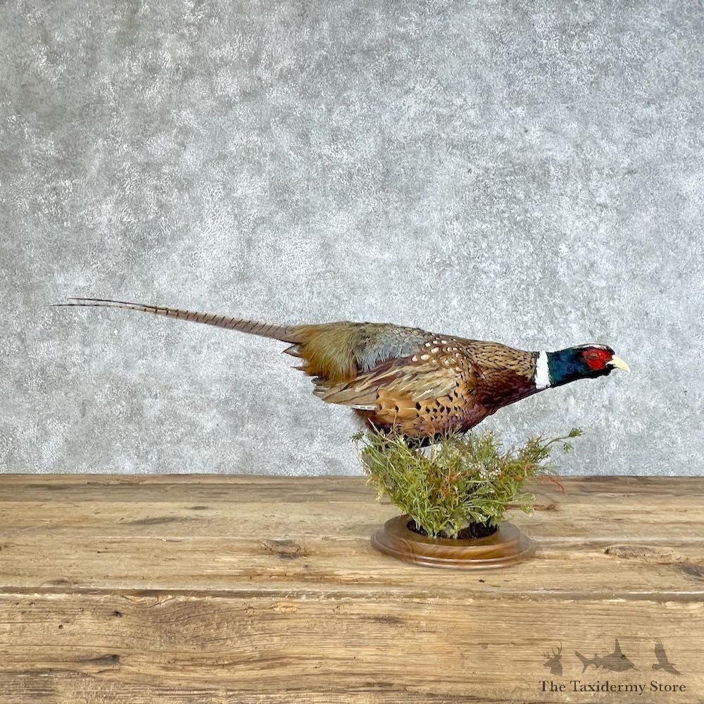 Ringneck Pheasant Bird Mount For Sale #25353 @ The Taxidermy Store