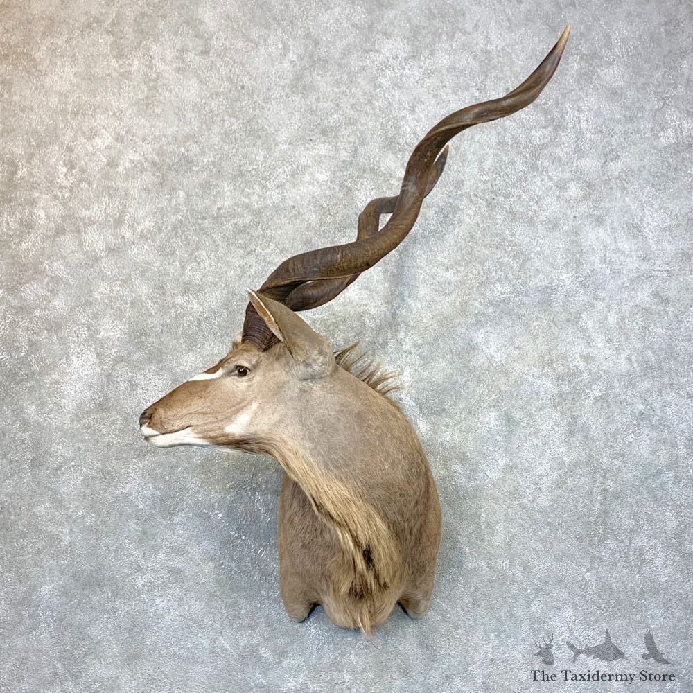 Greater Kudu Shoulder Mount For Sale #23942 @ The Taxidermy Store