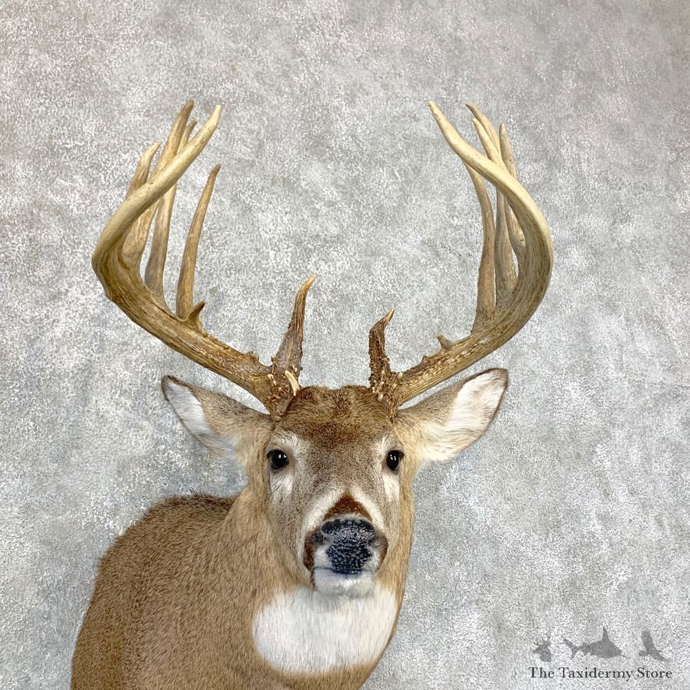 Whitetail Deer Shoulder Mount For Sale #23382 @ The Taxidermy Store