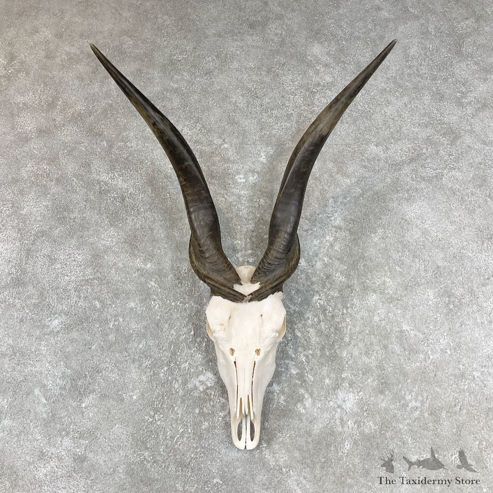 Eland Deer Skull & Horn European Mount For Sale #26773 @ The Taxidermy Store