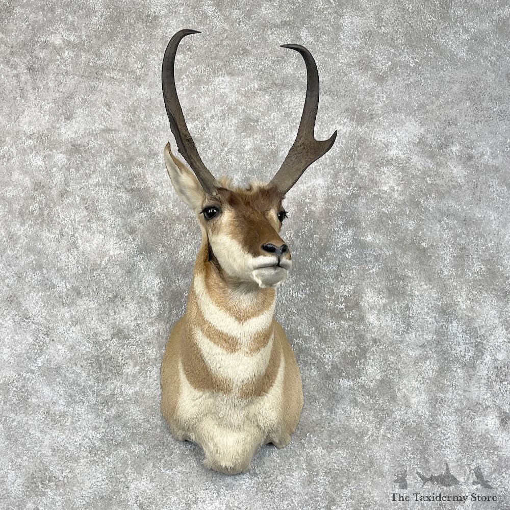 Pronghorn Shoulder Mount For Sale #28457 @ The Taxidermy Store