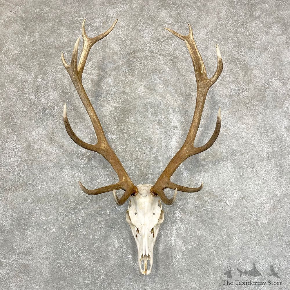 Red Deer Stag Skull European Mount For Sale #24248 @ The Taxidermy Store
