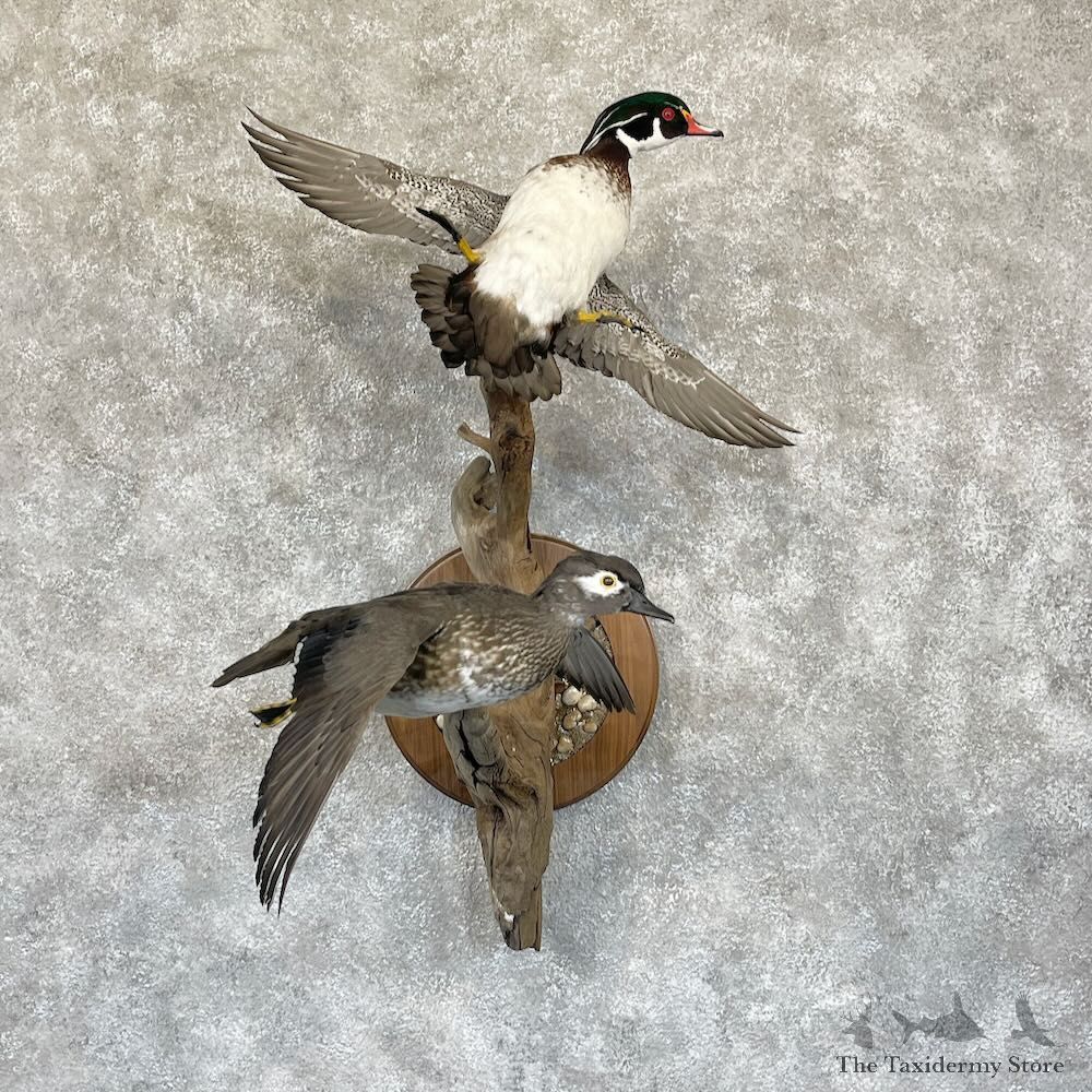 Wood Duck Pair Bird Mount For Sale #28266 @ The Taxidermy Store