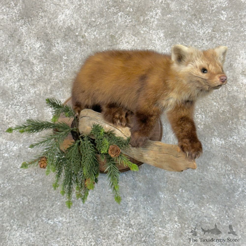 American Pine Marten Mount For Sale #29702 @ The Taxidermy Store