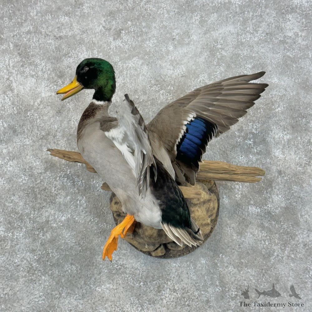 Mallard Duck Drake Bird Mount For Sale #28951 - The Taxidermy Store
