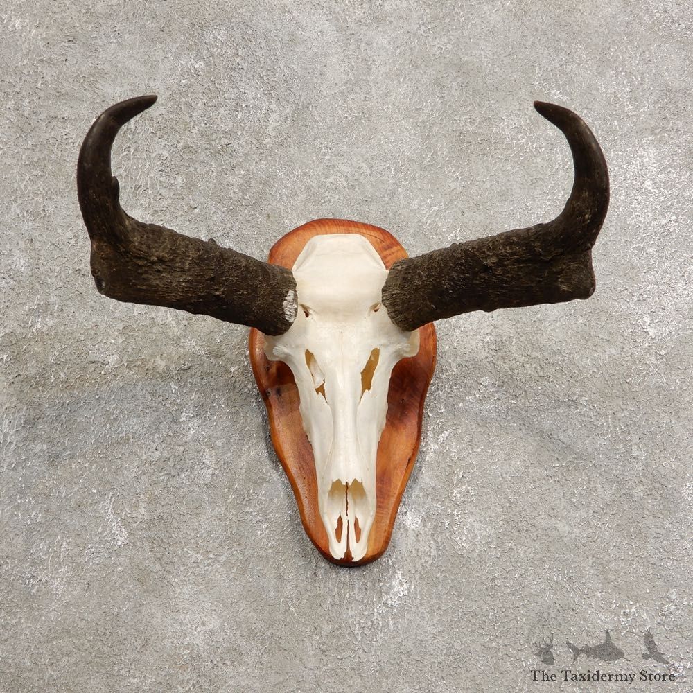 Pronghorn Skull & Horn European Mount #20443 For Sale @ The Taxidermy Store