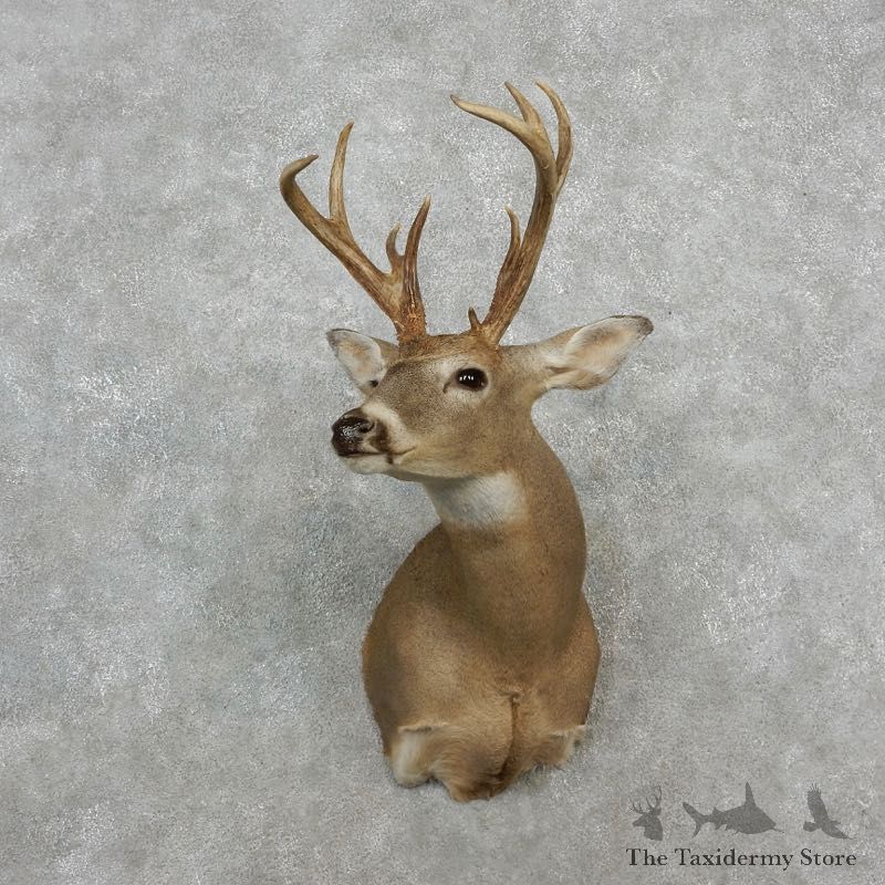 Columbian Whitetail Deer Shoulder Mount #17249 For Sale - The Taxidermy Store