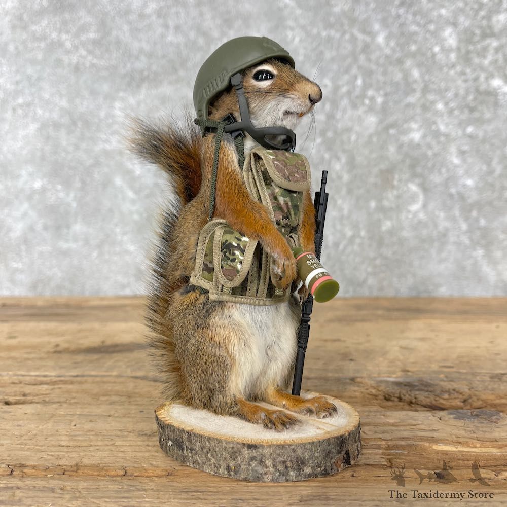 Patriot Squirrel Novelty Mount For Sale #26090 @ The Taxidermy Store