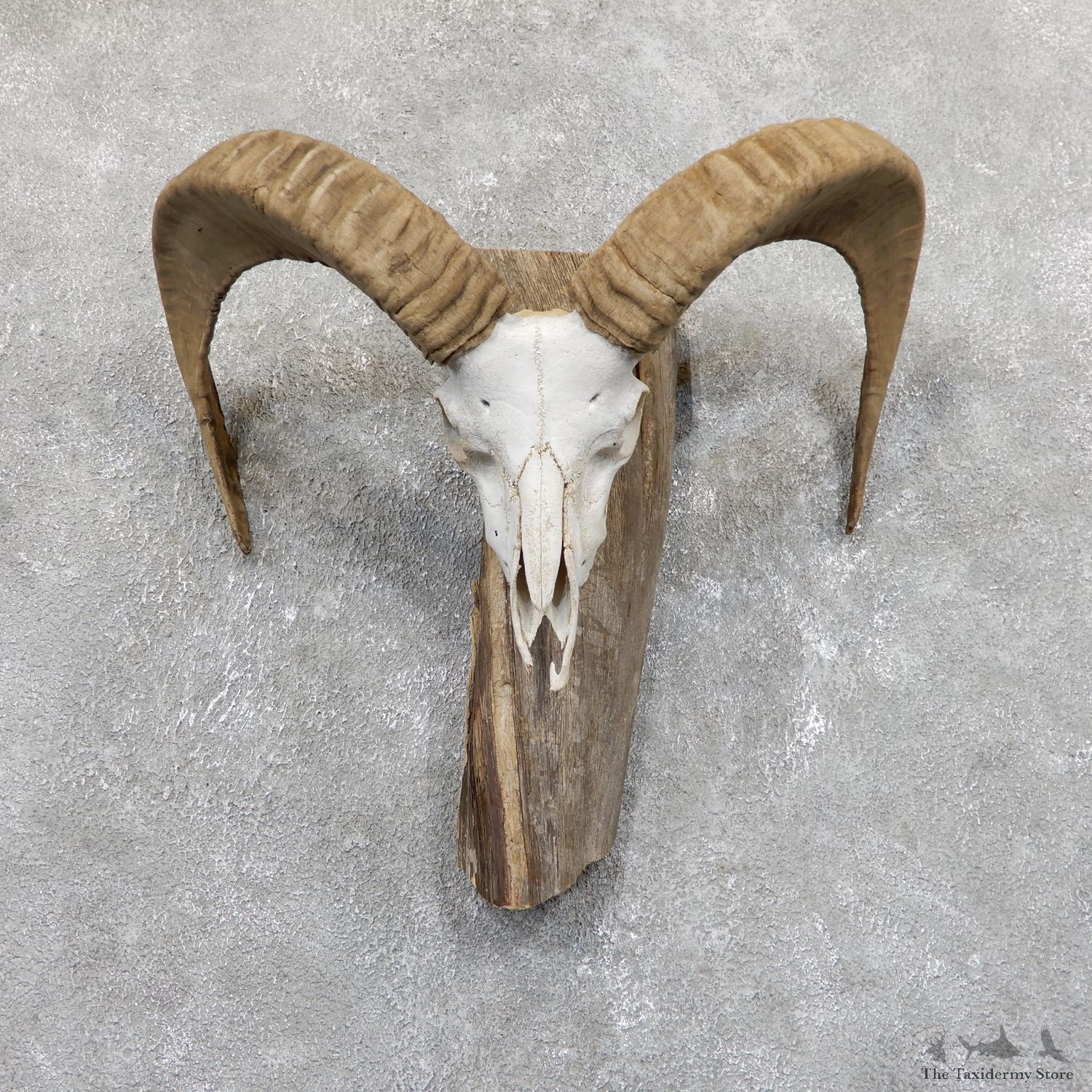 Mouflon Ram Horn Taxidermy Mount For Sale #19531 For Sale @ The Taxidermy Store