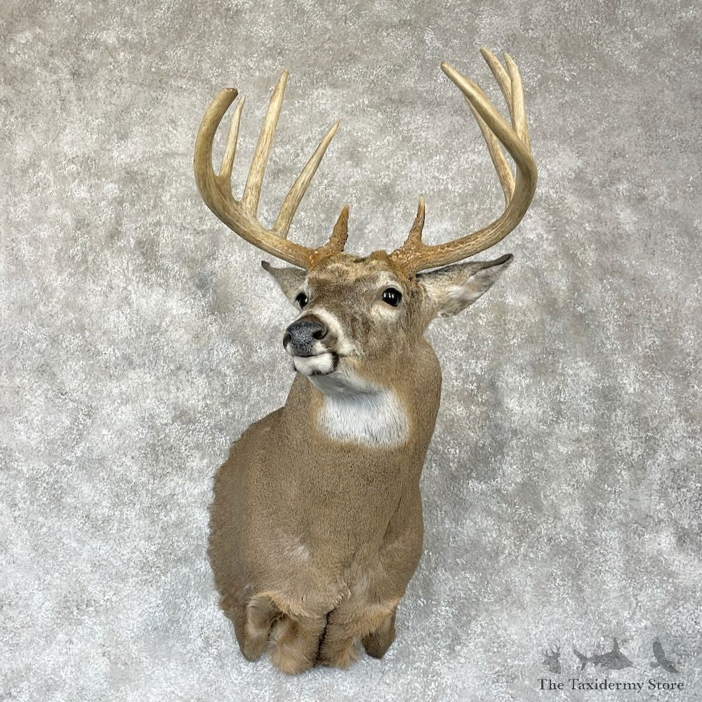 Whitetail Deer Shoulder Mount For Sale #28164 - The Taxidermy Store