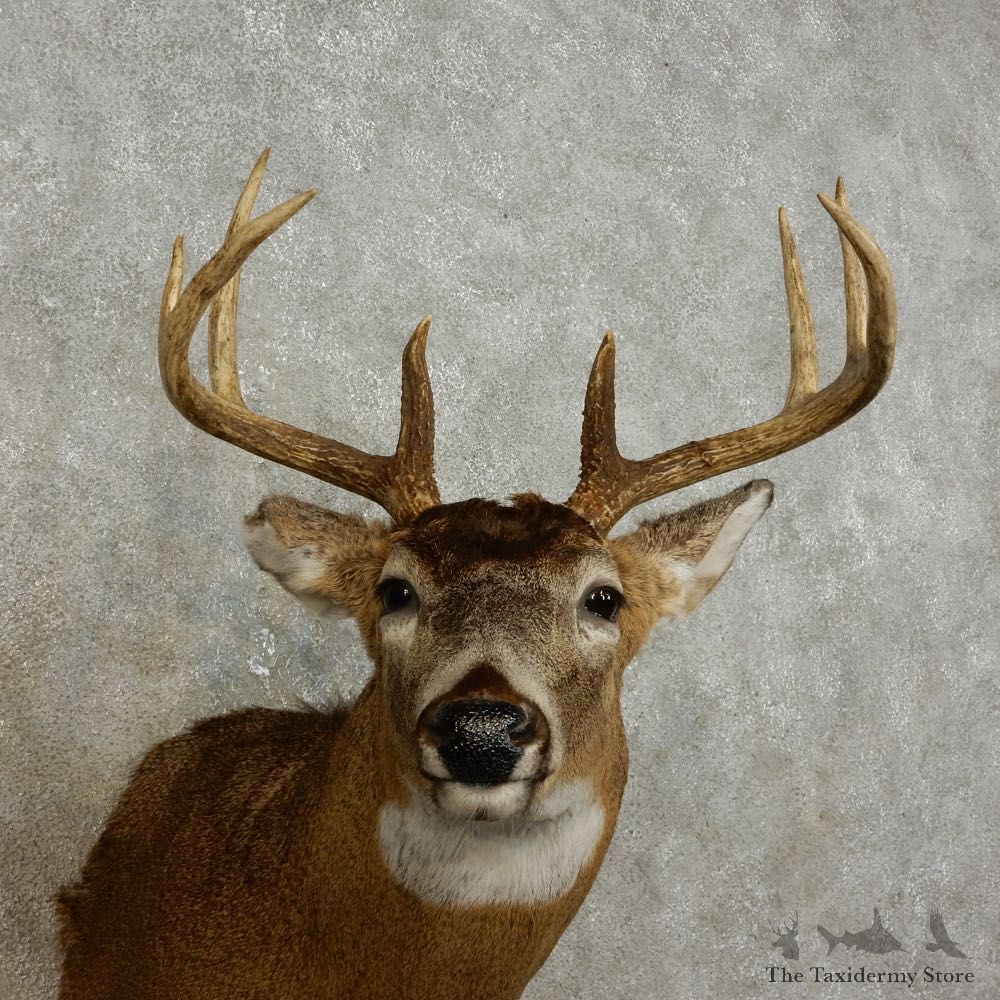 Whitetail Deer Shoulder Mount For Sale #15878 @ The Taxidermy Store