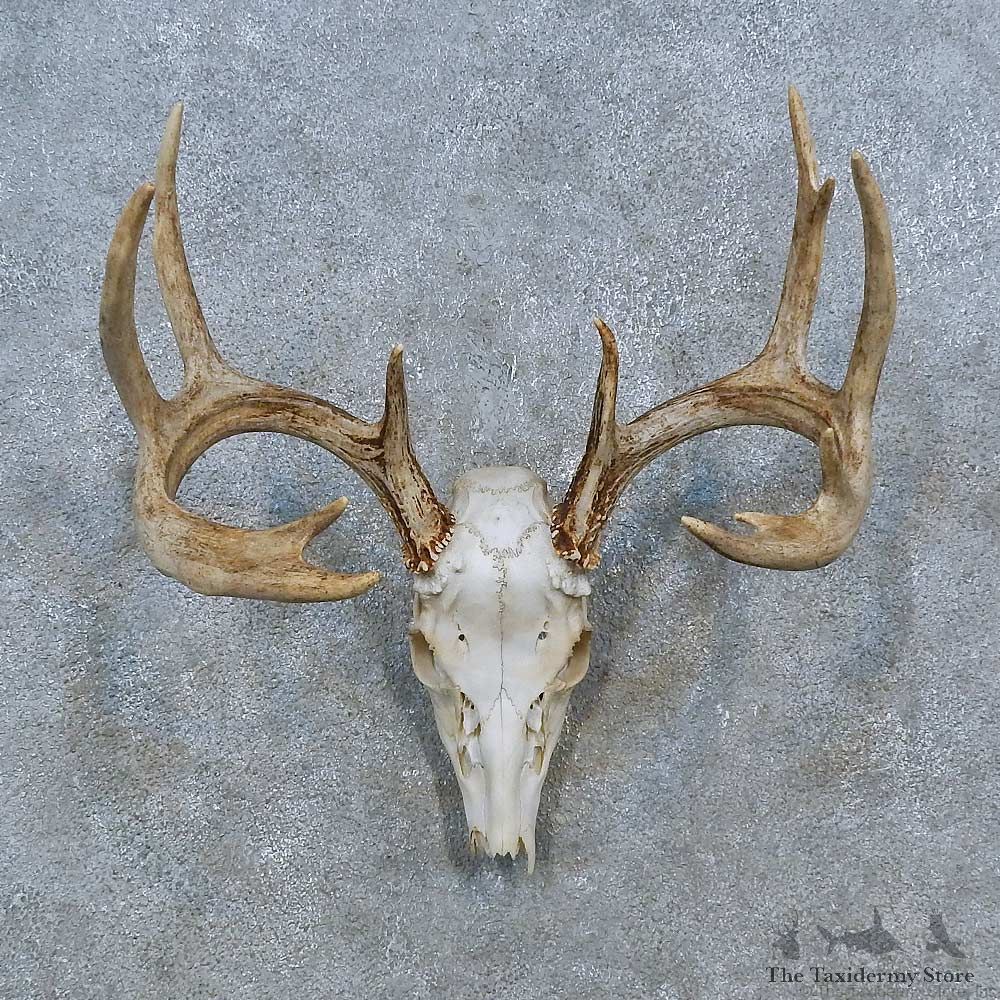 Whitetail Deer Skull Antler European Mount For Sale #15355 @ The Taxidermy Store