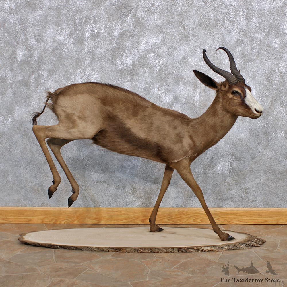 African Black Springbok Life Size Taxidermy Mount #10237 For Sale @ The Taxidermy Store