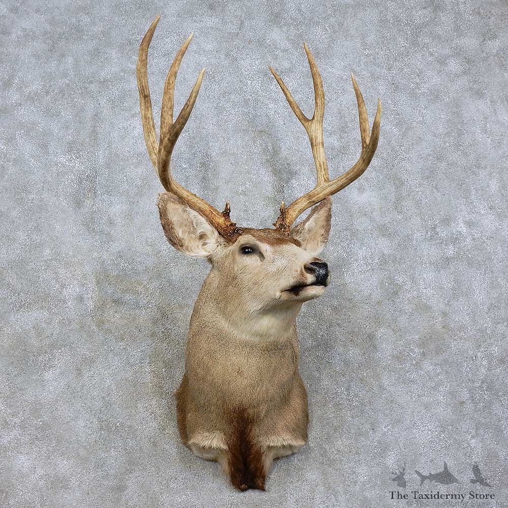 Mule Deer Shoulder Mount For Sale #15837 @ The Taxidermy Store