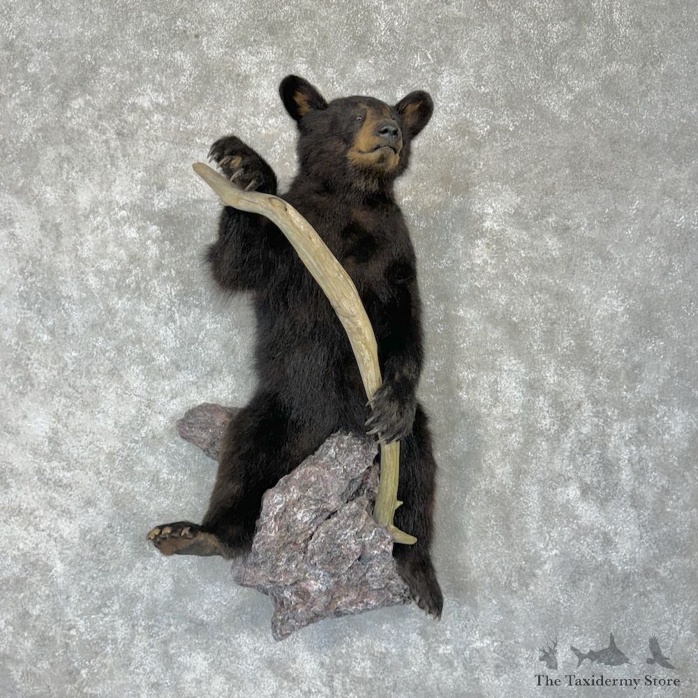 Black Bear Cub Life-Size Mount For Sale #29790 @ The Taxidermy Store