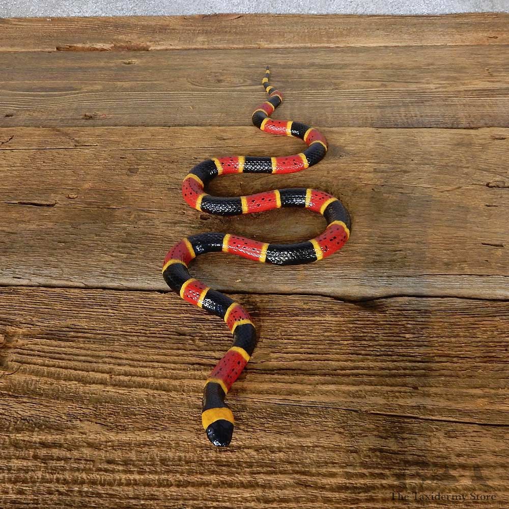 Coral Snake Replica Reproduction Mount For Sale #14162 @ The Taxidermy Store