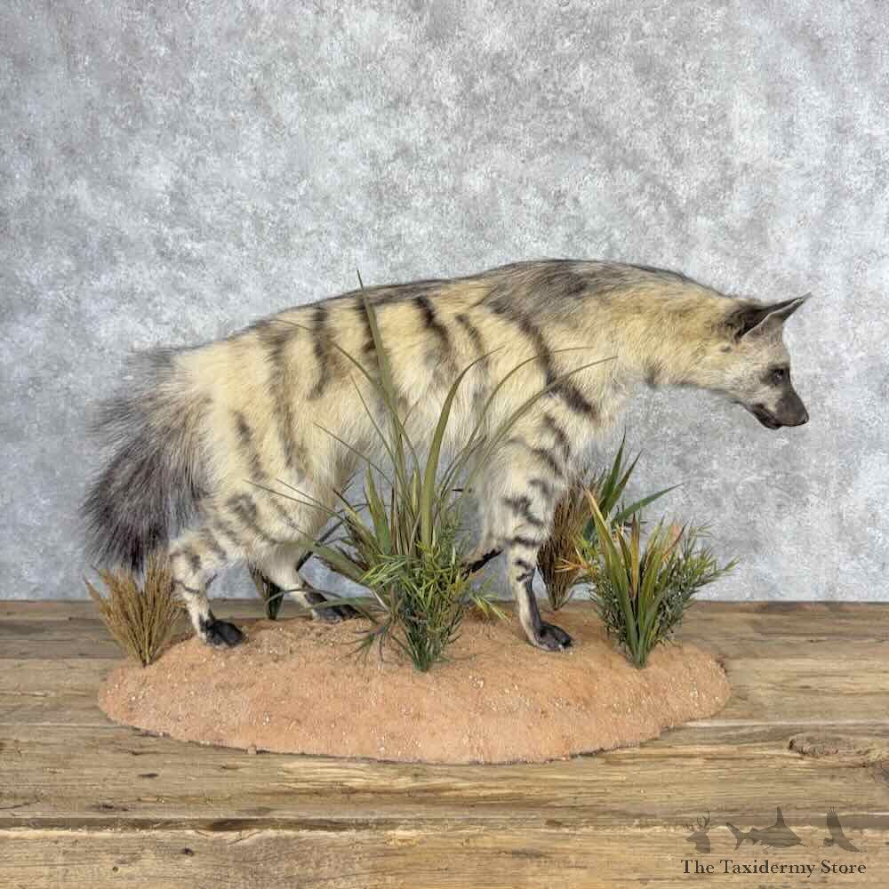 African Aardwolf Life Size Mount For Sale #32229 @ The Taxidermy Store