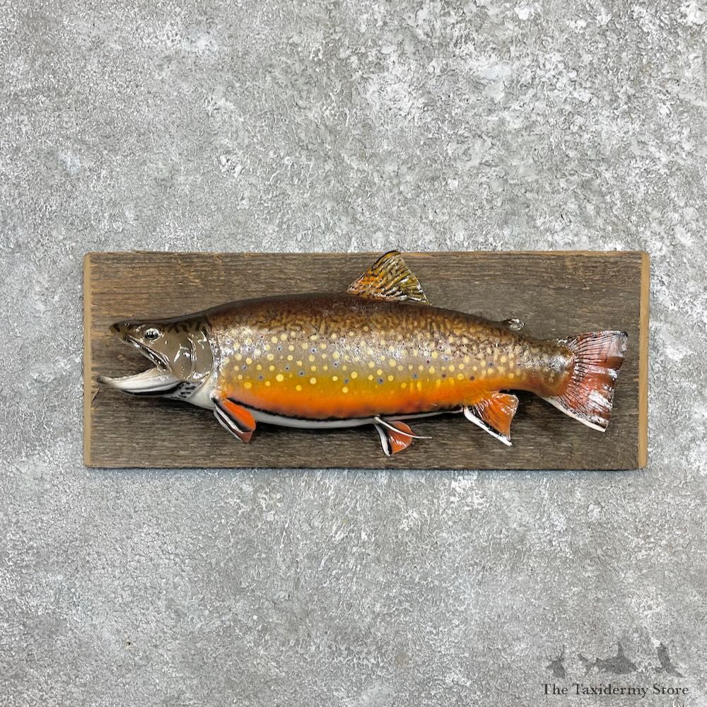 Brook Trout Fish Mount For Sale #27456 @ The Taxidermy Store