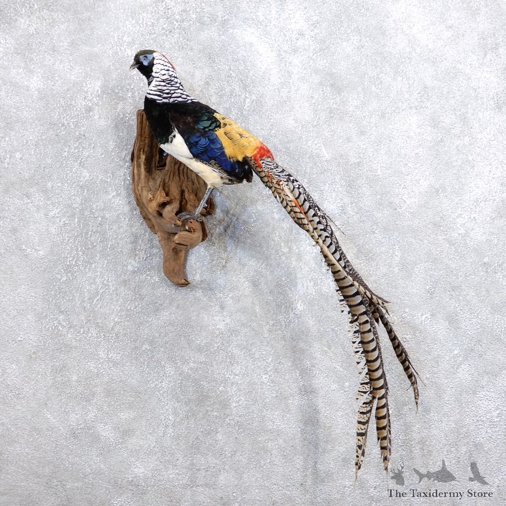 Lady Amherst Pheasant Bird Mount For Sale #18655 @ The Taxidermy Store