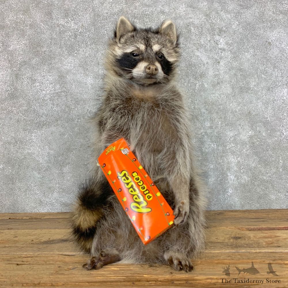 Candy Raccoon Mount For Sale #23424 @ The Taxidermy Store