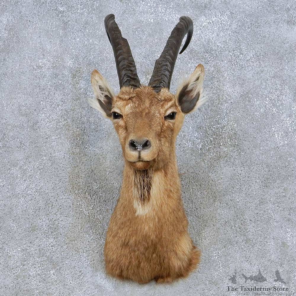 Cross Ibex Taxidermy Shoulder Mount For Sale #13976 @ The Taxidermy Store