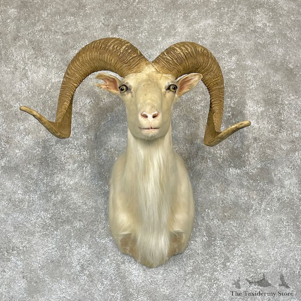 White Corsican Ram Shoulder Mount For Sale #28174 @ The Taxidermy Store