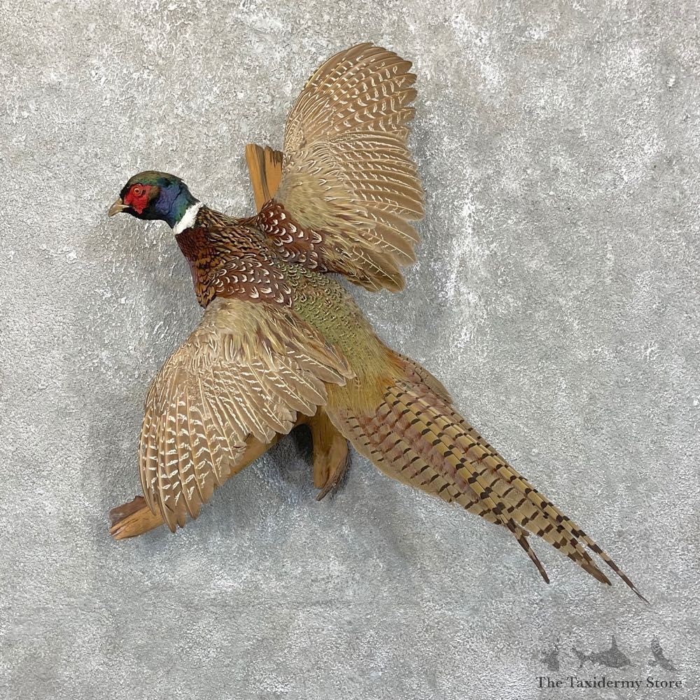 Ringneck Pheasant Bird Mount For Sale #24506 @ The Taxidermy Store
