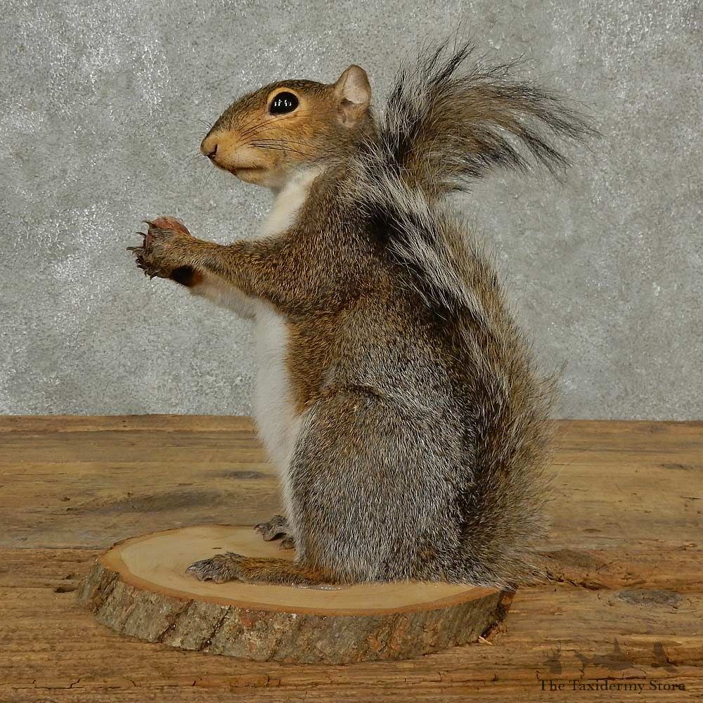 Grey Squirrel Life-Size Mount For Sale #16812 @ The Taxidermy Store