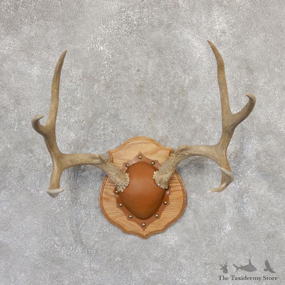Mule Deer Taxidermy Antler Plaque #18999 For Sale @ The Taxidermy Store