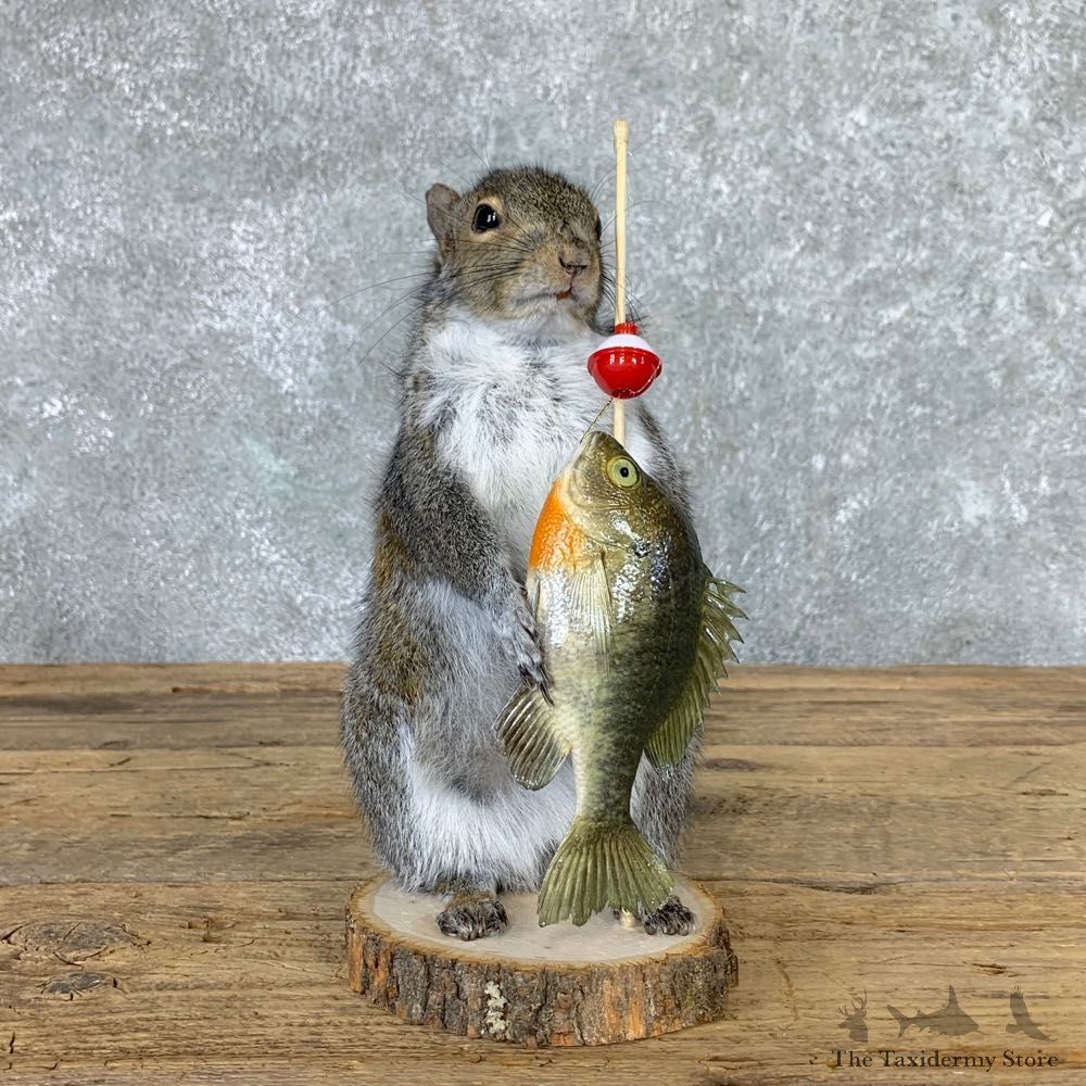 Fishing Squirrel Novelty Mount For Sale #22943 @ The Taxidermy Store