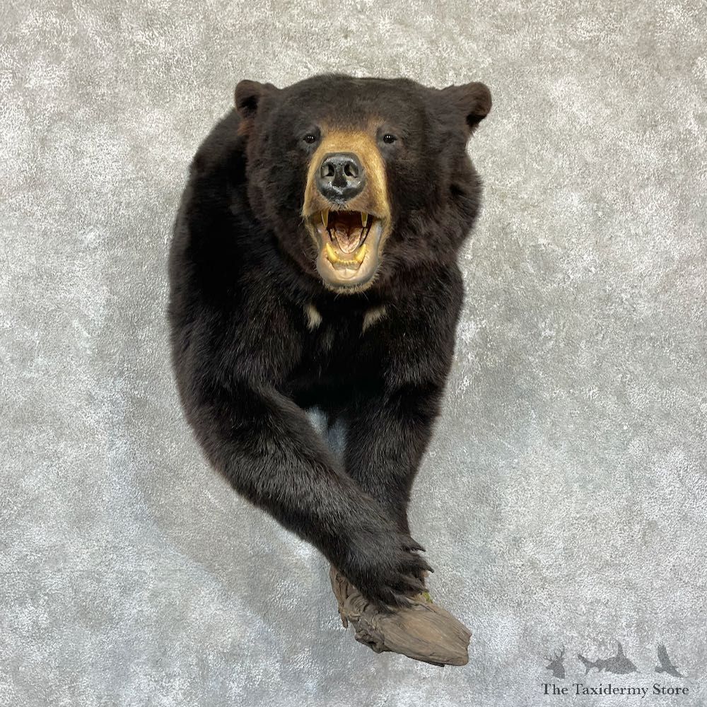 Black Bear Half-Life-Size Taxidermy Mount #26481 For Sale @ The Taxidermy Store